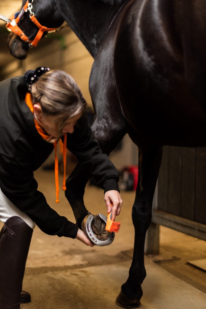 Tarieven paardenverzorging op maat