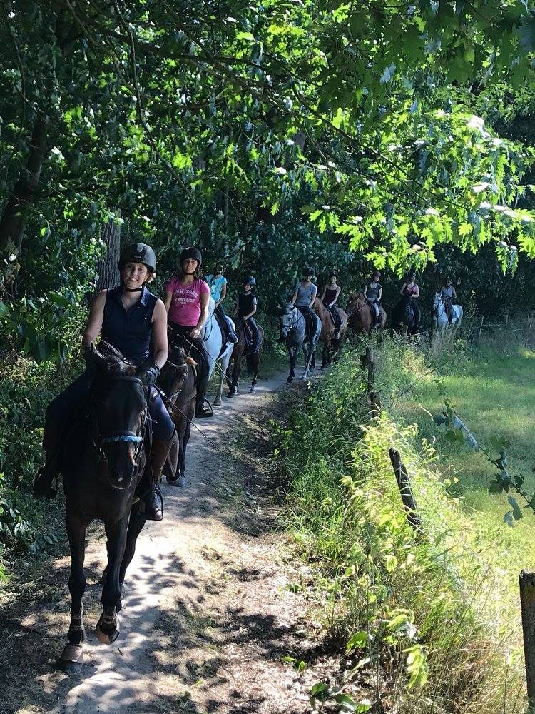 Paardenzorg op maat