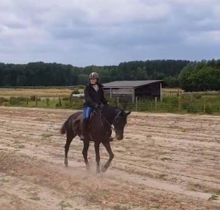 Paardengewenning